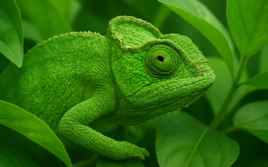 Uncover the Fascinating Ways of Self Defence by Animals and Plants for Survival and Protection