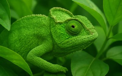 Uncover the Fascinating Ways of Self Defence by Animals and Plants for Survival and Protection